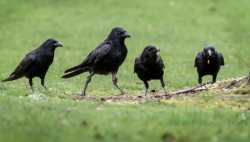 crows