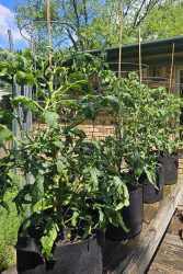 coupleplants