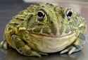 bullfrogs-endangered-jwvh