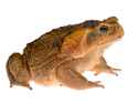 canetoad