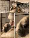 angry rabbit