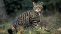 scottish-wildcat-on-edge-of-forest-naturepl-01109225-peter-cairns