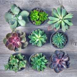 different-succulents__03818.1677676451.1280.1280