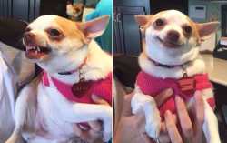 LilyTheDog