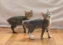 ManxKits