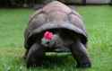 Tortoise-Aldabra3