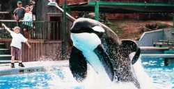 keiko, free willy