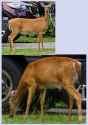 mysticalForestHorse