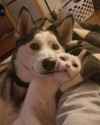 husky has a pet cat