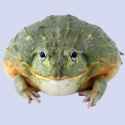 Best_substrate_for_a_Pixie_Frog_Pyxicephalus_adspersus_ReptiChip_1600x