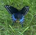 butterfly
