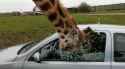 giraffe violence
