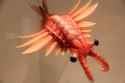 shrimp