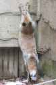 reaching