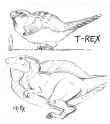 Sparrow rex