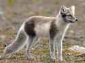 arctic-fox-summer-coat (2)