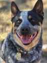 anyone-else-have-an-ultra-handsome-hamburger-head-heeler-v0-oe6cvjajrfrd1