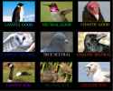 birdalignment