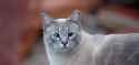 SLC-Feral-ear-tip-9285_1