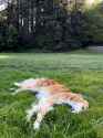 my-dog-cosmo-v0-j6n1z9jzry8d1