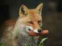 vegetarian_fox20