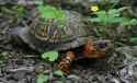 EasternBoxTurtleMale1