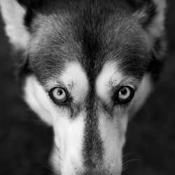 blurry dogger sniffeing at not very expensive camera lense