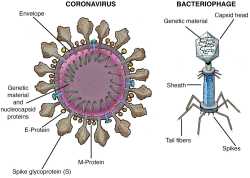 Virus-Size-Scale-LABELED-WEB.max-1000x1000