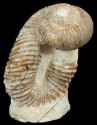 Heteromorph (Nostoceras) Ammonite