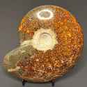 ammonite, Madagascar