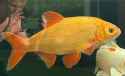 Golden Orfe
