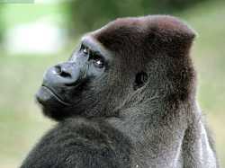 Lowland_Gorilla,_Africa-71202878
