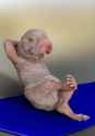 naked-mole-rat-7314785_960_720