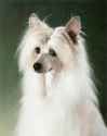 italian greyhound with hair