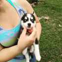 teacup husky