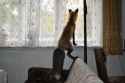 vixey_spots_a_squirrel