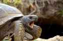 gopher-tortoise