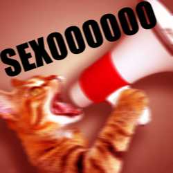 gato sexo