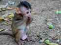baby-monkey-6947067_1280