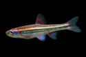 3-rainbow-shiners-notropis-chrosomus-dante-fenolio