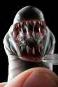 04-caecilian-caecilia_pachynema_3x4_jpg