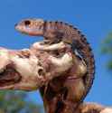 Red-Eyed_Crocodile_Skink