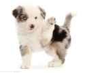 48811-Two-Mini-American-Shepherd-puppy-waving-white-background