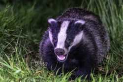 Badger-Banner-1369x921