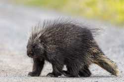 porcupine