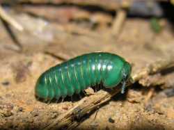 neat_trilobites