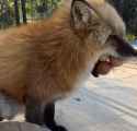 Greediestanimalalive