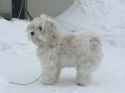 coton1