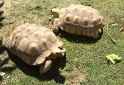tortoises_17