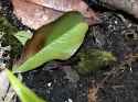 Toadlets